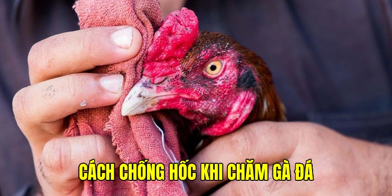 Lưu ý phòng chống hốc gà trong cách chăm gà đá