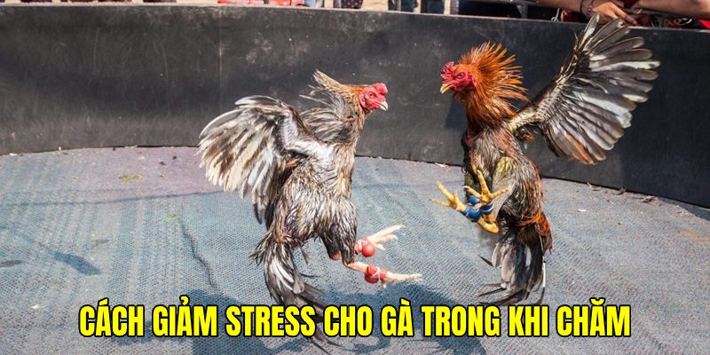 Hạn chế stress để chiến kê có tinh thần chiến đấu tốt nhất